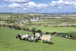 a photo of sheep on a grassy hillside, said to be taken in Ballymacoda, East Cork
